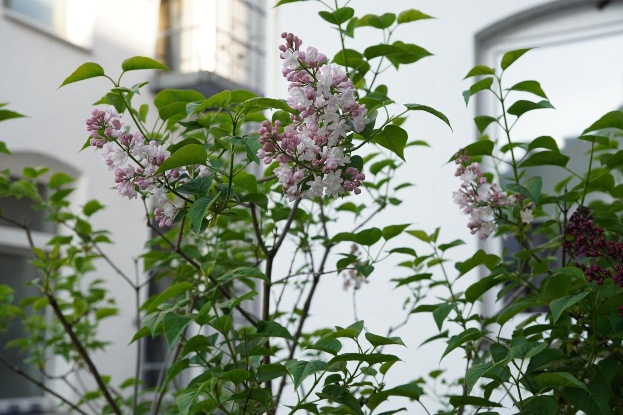 Bright, Spacious Apartment With A Lovely Terrace In The Heart Of Aquisgrán Exterior foto